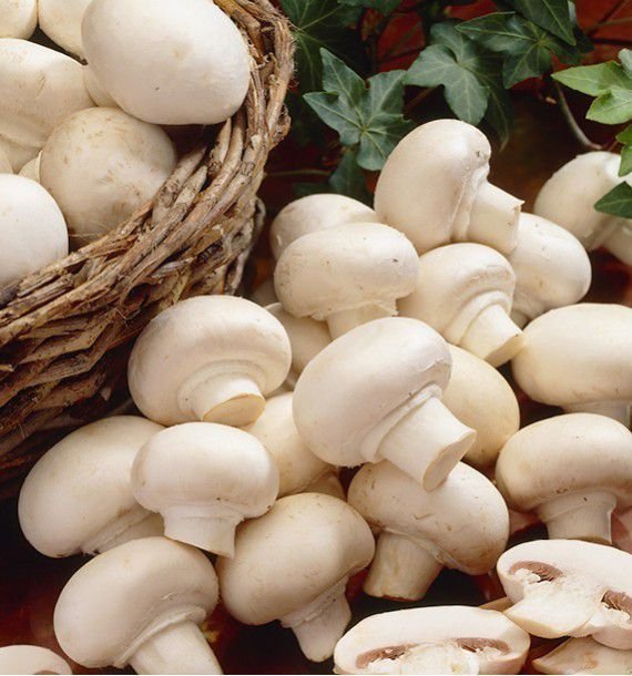 Button Mushroom: Complete Growing Guide