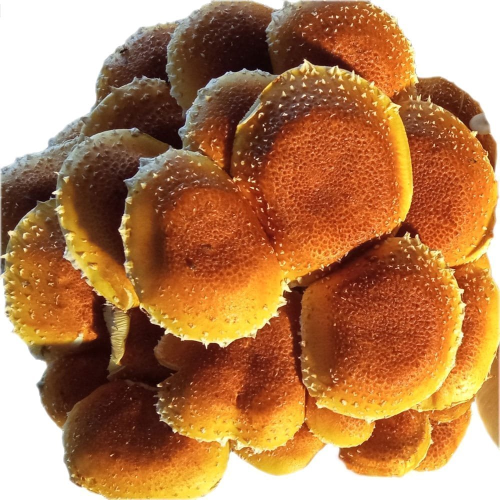 Chestnut Mushroom: Complete Growing Guide