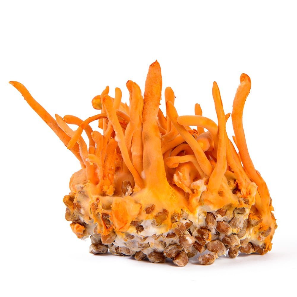 Cordyceps Militaris : Guide de Culture Complet
