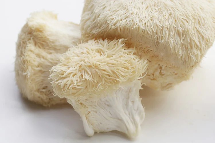 Lion's Mane: Complete Growing Guide