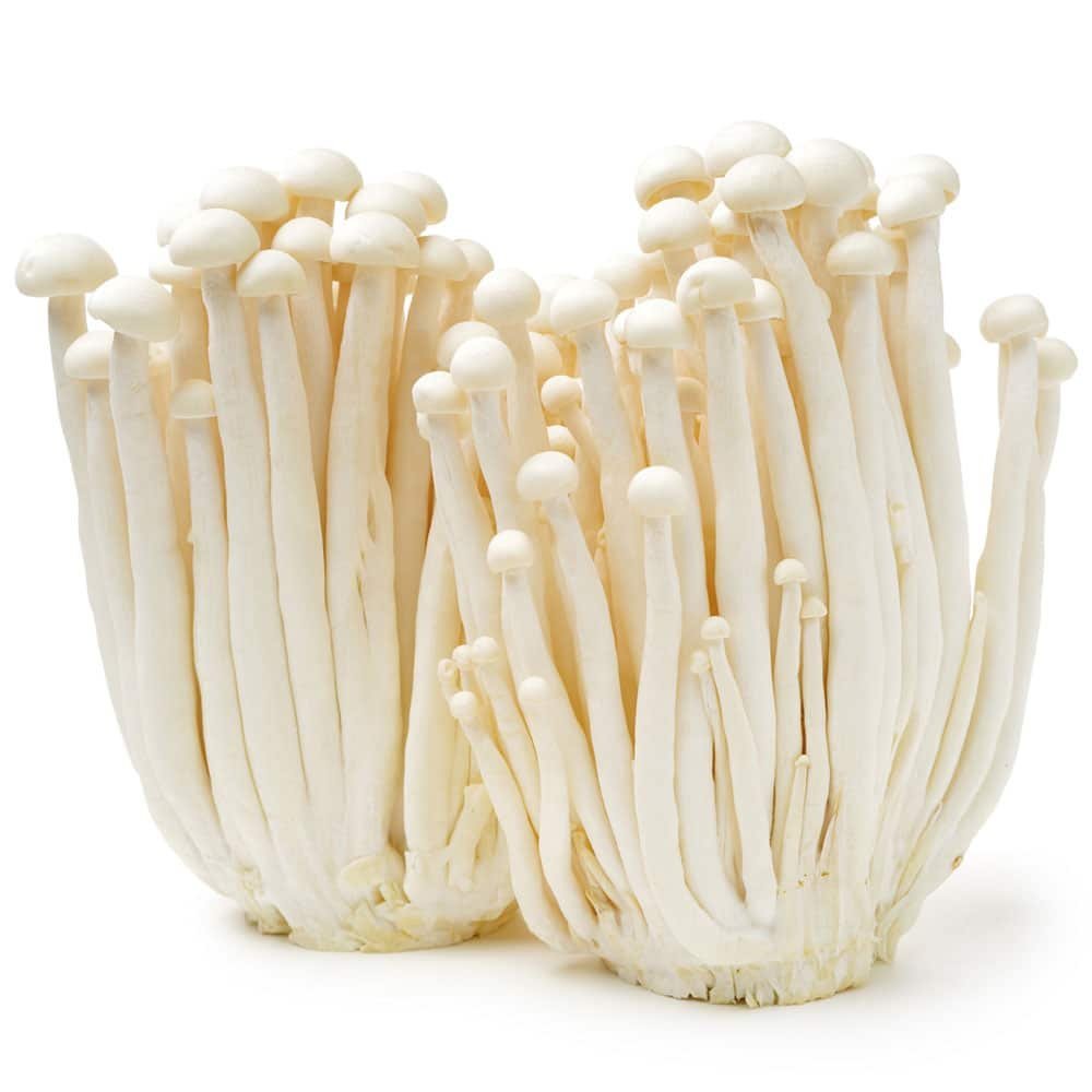 Enoki (Pied Velu) : Guide de Culture Complet