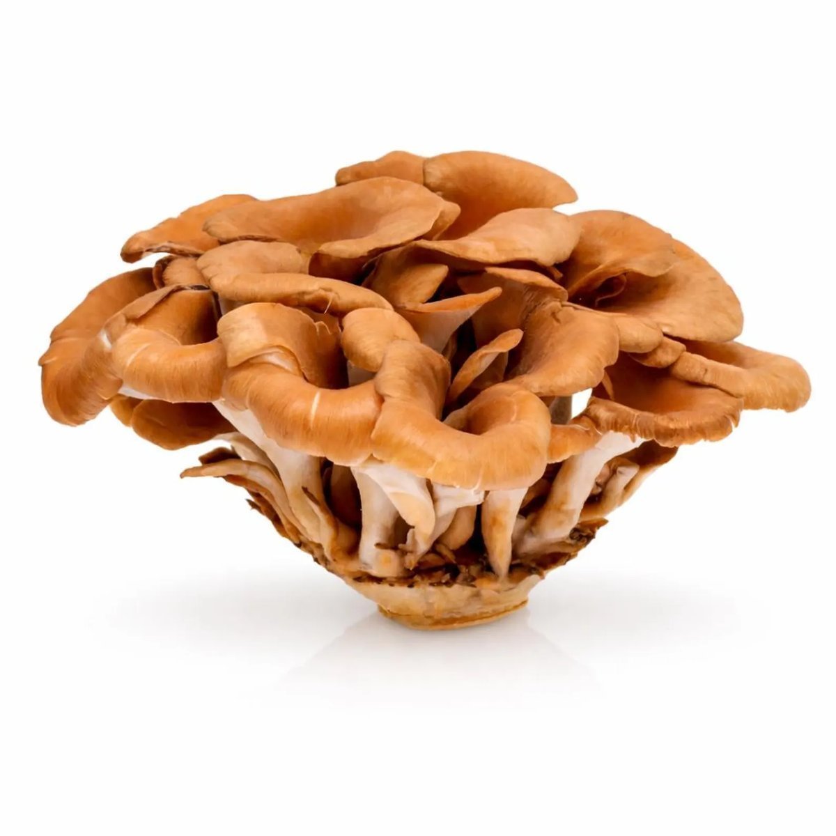 Maitake (Hen of the Woods): Complete Growing Guide