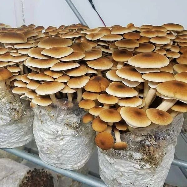 Pioppino (Poplar Mushroom): Complete Growing Guide