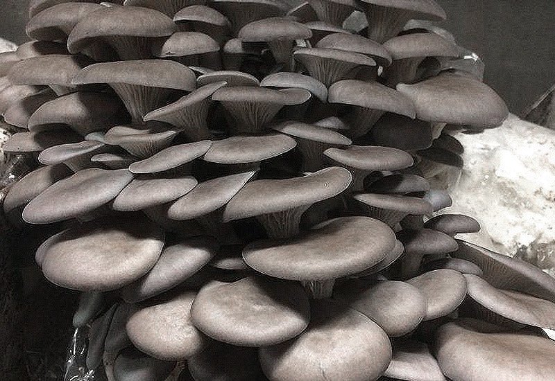 Pleurote Gris/Bleu : Guide de Culture Complet