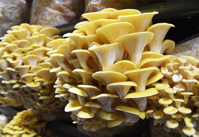 Yellow Oyster: Complete Growing Guide