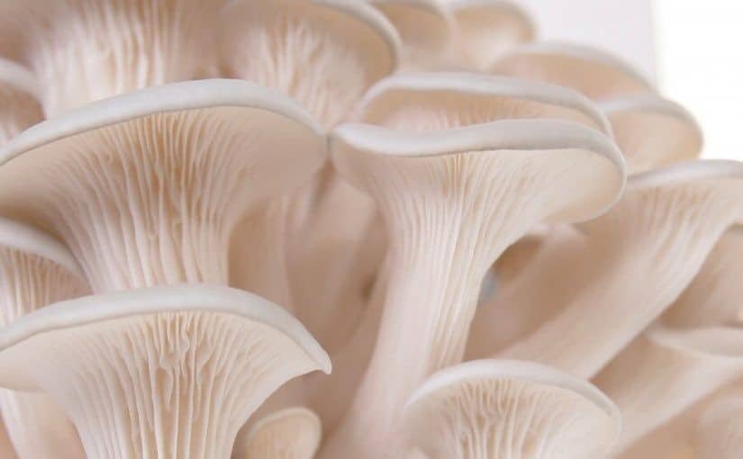 Elm Oyster: Complete Growing Guide