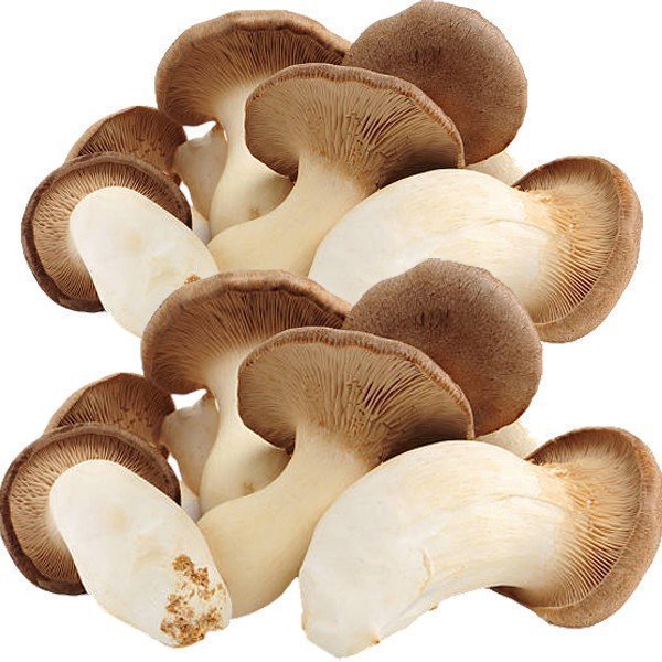 King Oyster: Complete Growing Guide