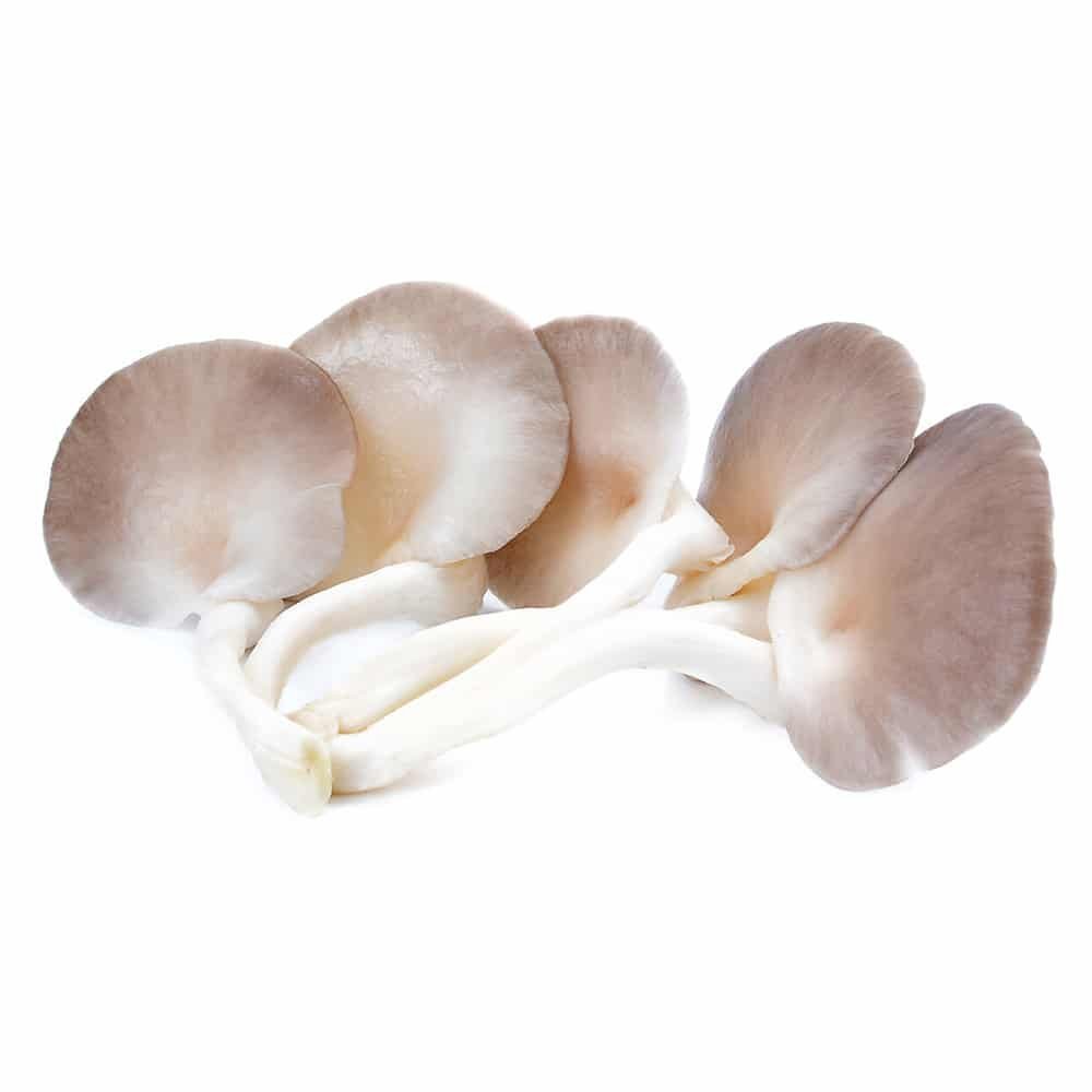 Phoenix Oyster: Complete Growing Guide