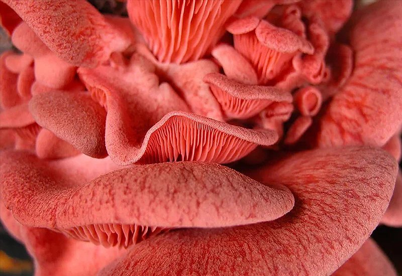 Pleurote Rose : Guide de Culture Complet