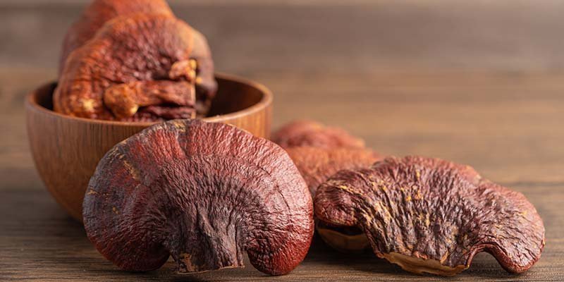 Reishi (Lingzhi): Complete Growing Guide
