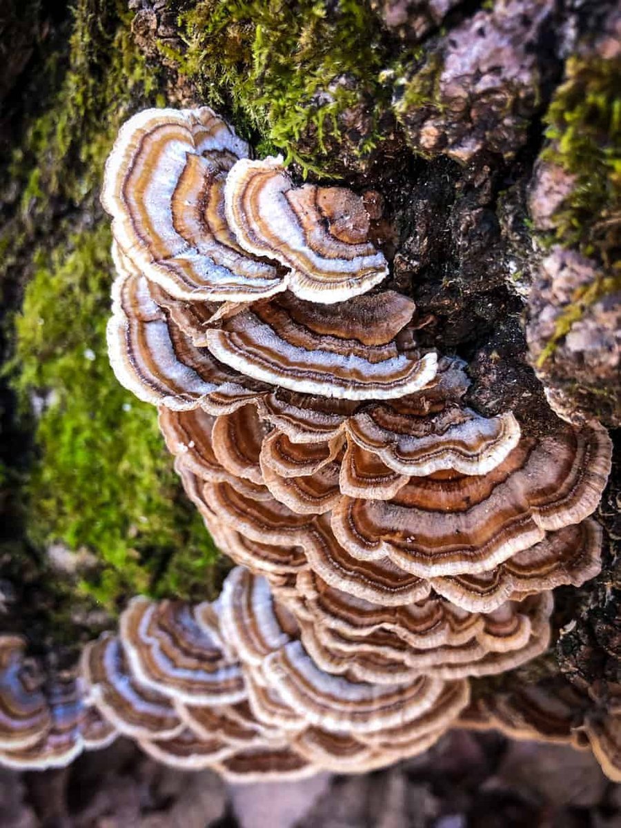 Turkey Tail : Guide de Culture Complet