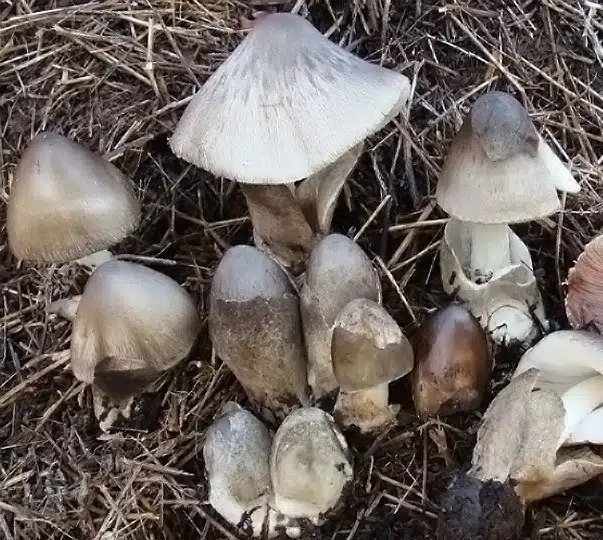 Paddy Straw (Volvariella): Complete Growing Guide